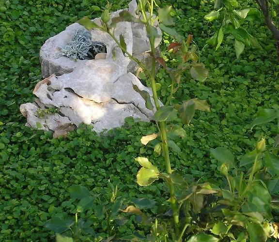 Guest house Viola 3*